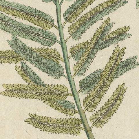 Rubber Tree and Gum Arabic Acacia, Antique Bertuch Print, circa 1805, close-up 1