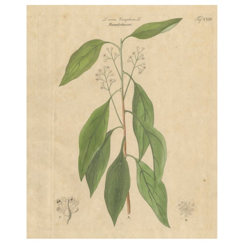Antique Camphor Botanical Print, Laurus Camphora, Hand Colored, c.1831