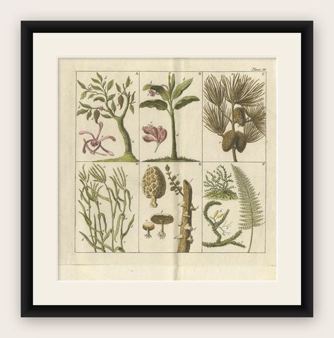 Antique Botany Print of Various Trees, Mushrooms and Ferns '1808', shown framed