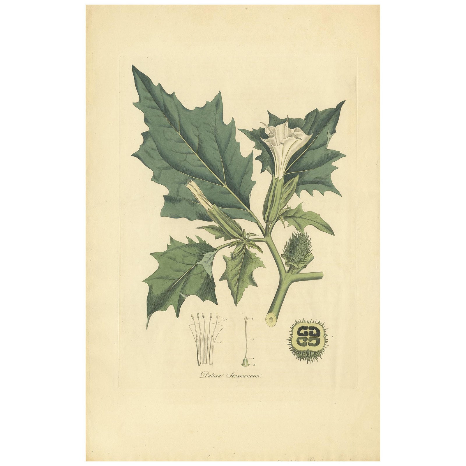 Datura Stramonium, Thorn Apple Botanical Engraving by Curtis c.1817