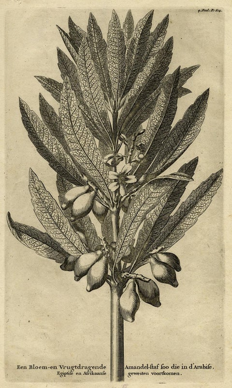 Original Antique Engraving of an Almond Branch in Arabia, Egypt or Africa, 1729, close-up 1