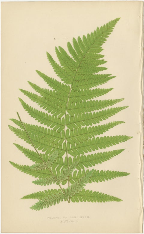 Collection of 10 Original Antique Tropical Fern Lithographs by E.J. Lowe, 1856, view 9