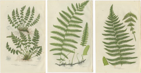 Oblong Woodsia, Marsh Fern and Mountain Fern, Botanical Triptych, 1873, view 5