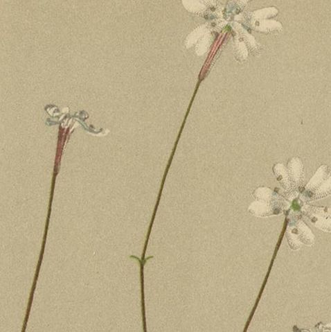 Antique Botany Print of the Silene Saxifraga or Saxifrage Catchfly, c.1897, close-up 1