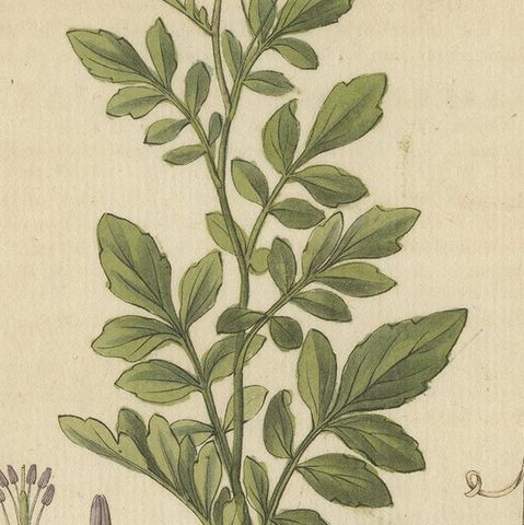 Detailed Engraved Botanical Study of Cardamine Amara or Bittercress, 1822, close-up 6