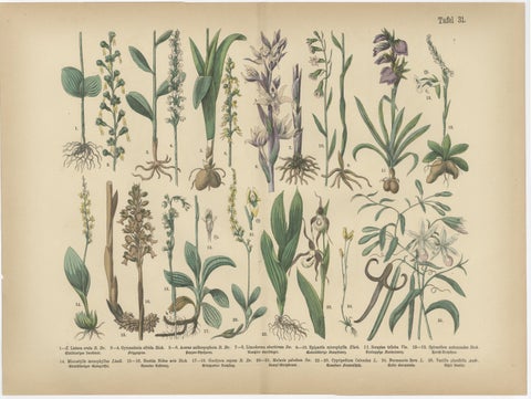 Antique Botanical Prints Set, German Flora & Orchids Atlas, Stuttgart 1885, view 4
