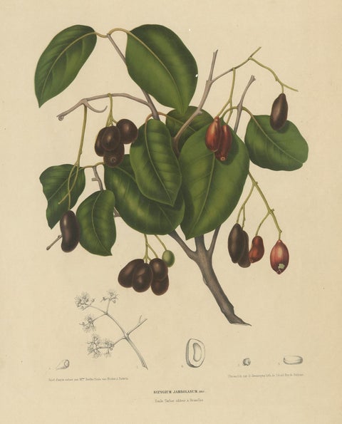 Sizygium Jambolanum, Java Plum Botanical Lithograph c.1863, view 2