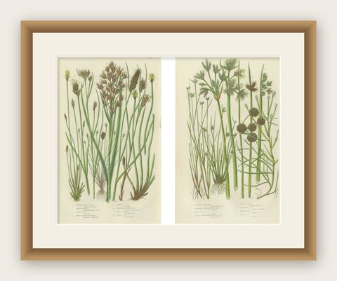 Sea Spleenwort and Green Spleenwort Ferns, Antique Botanical Prints, 1873, shown framed