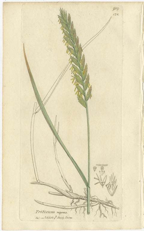 Set of 8 Antique Botanical Engravings of Wheat, Barley and Ryegrasses, c.1830, view 3