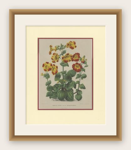 Antique Botany Print of the Mimulus Luteus by Severeyns 'c.1875', shown framed