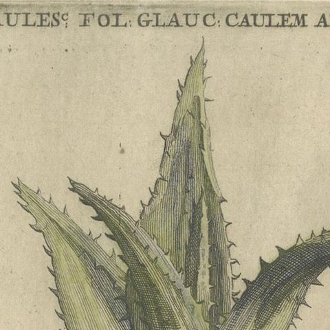 Caulescent African Aloe from Caspar Commelin’s "Praeludia Botanica", 1703, close-up 6