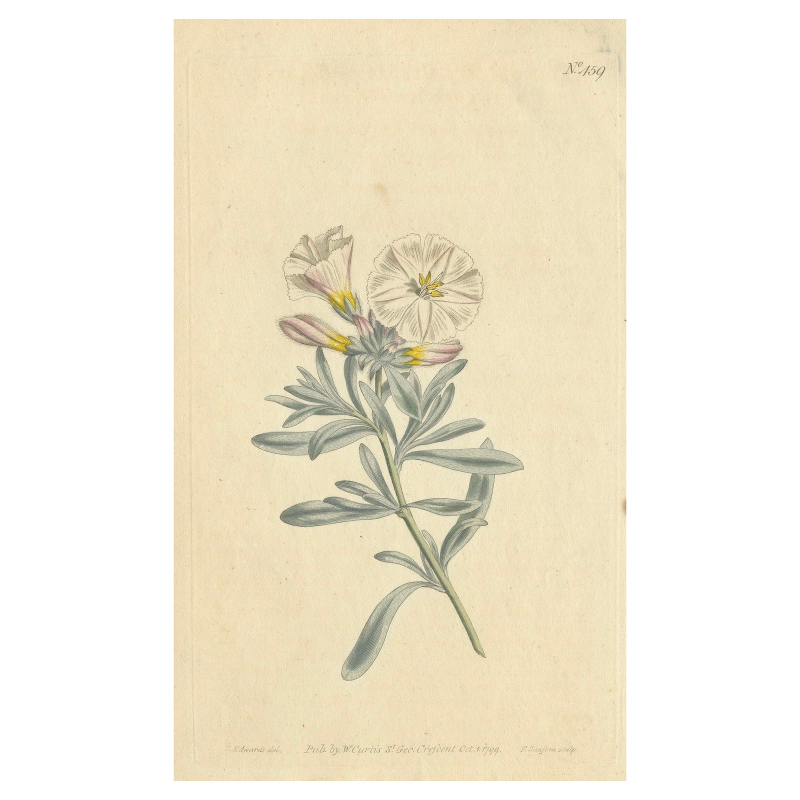 Antique Botanical Engraving of Silverbush, Rare 1799 Floral Print by Curtis