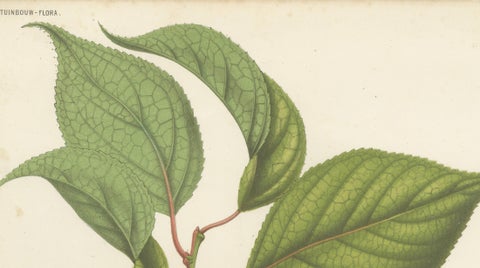 Antique Botanical Lithograph, Armenian Apricot, de Vriese, 1856, close-up 1