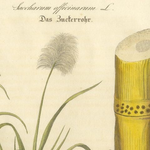 Antique Sugarcane Botanical Print, Saccharum officinarum, Hand Colored, c.1831, close-up 4