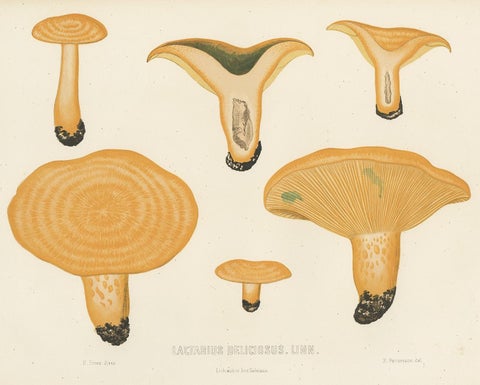 Antique Mycology Print of Lactarius Deliciosus by E.M. Fries, circa 1860, view 2