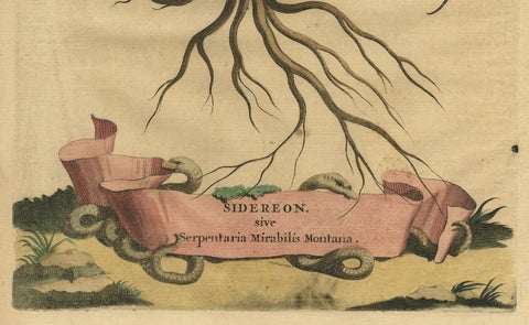 Botanical Engraving of Arrowhead from Munting’s 1696 Herbal Collection, close-up 2