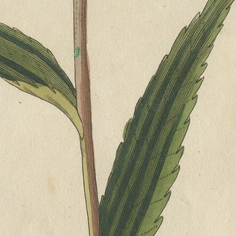 Purple Coneflower Echinacea, Antique Bertuch Print, circa 1810, close-up 5
