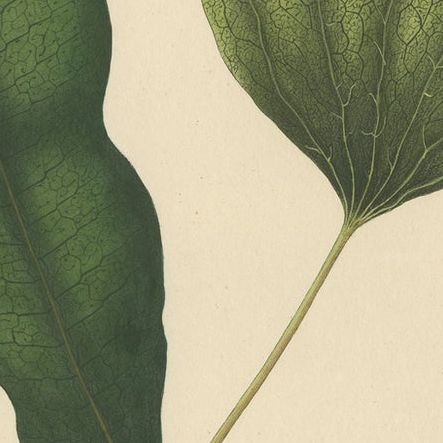 Lushly Handcolored Lithograph of Ferns of Java 'Polypodium', 1829, close-up 2