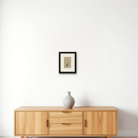 Antique Botany Print of The Bistorta Vivipara by Palla, 1897, shown framed on a wall, true to size