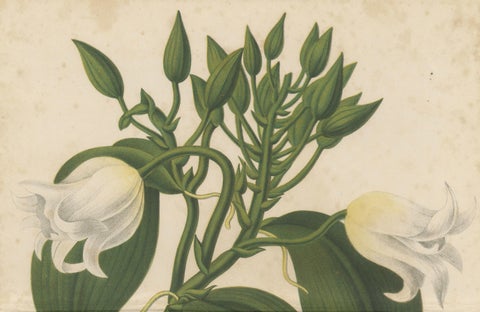 Antique Botanical Lithograph, Vanilla Guianensis, Suriname Orchid, 1856, close-up 2