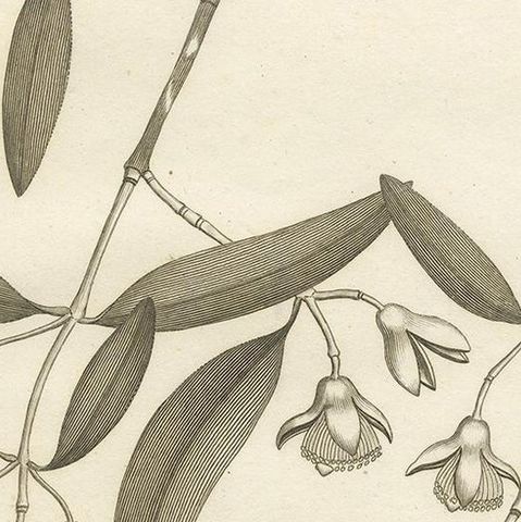 Antique Print of the Mangrove Apple Plant by Symes, '1800', close-up 2
