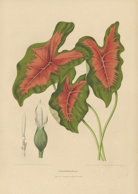 Heart of Jesus Caladium, Original Antique Botanical Print by van Nooten, c.1880, close-up 5