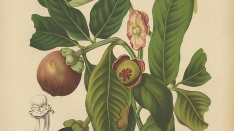 Original Antique Mangosteen Botanical Chromolithograph by Hoola van Nooten, 1880, close-up 3