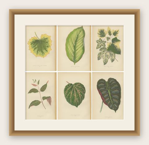 Set of 6 Botany Prints, Alocasia Metallica, Echites Nutans (1891), shown framed