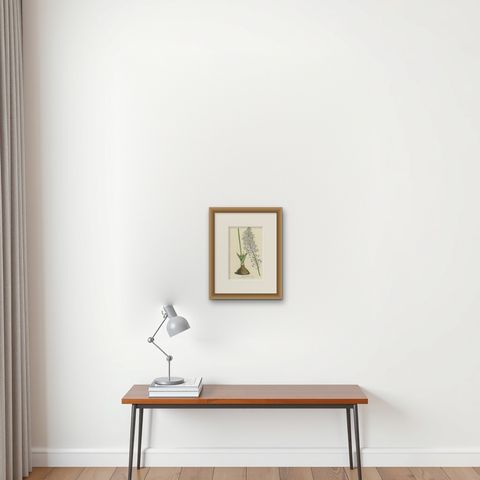 Natal Squill Botanical Illustration by Louis van Houtte, 19th Century, shown framed on a wall, true to size
