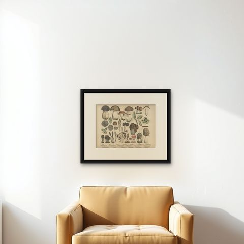 Morels & Truffles, Antique Botanical Lithograph, European Fungi 1885, shown framed on a wall, true to size
