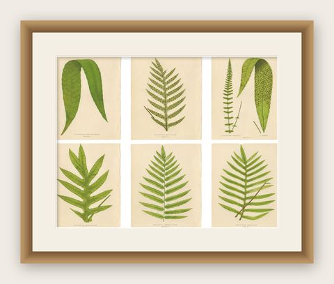 Victorian Exotic Fern Lithograph Portfolio by E.J. Lowe, 1856, Set of 6, shown framed