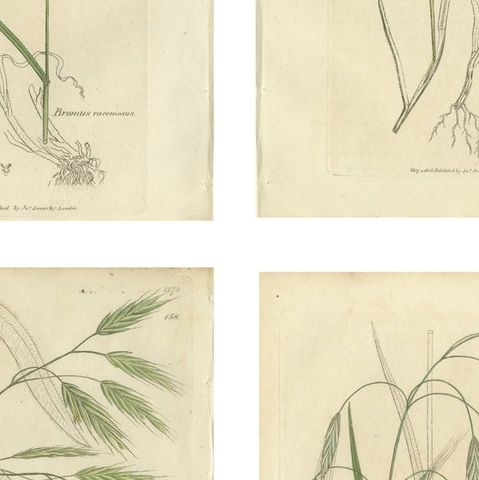 Set of 8 Antique Botanical Engravings of Bromus (Brome Grasses), c.1830, close-up 2