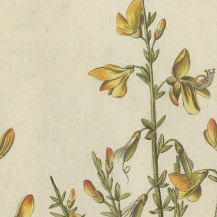 Scotch Broom Botanical Engraving, Icones Plantarum Medicinalium, 1788, close-up 4