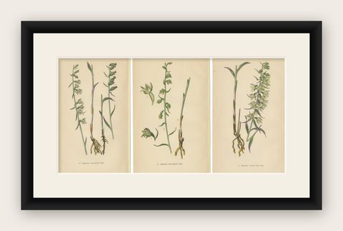 Epipactis Spectrum: A Botanical Study from 1904, shown framed