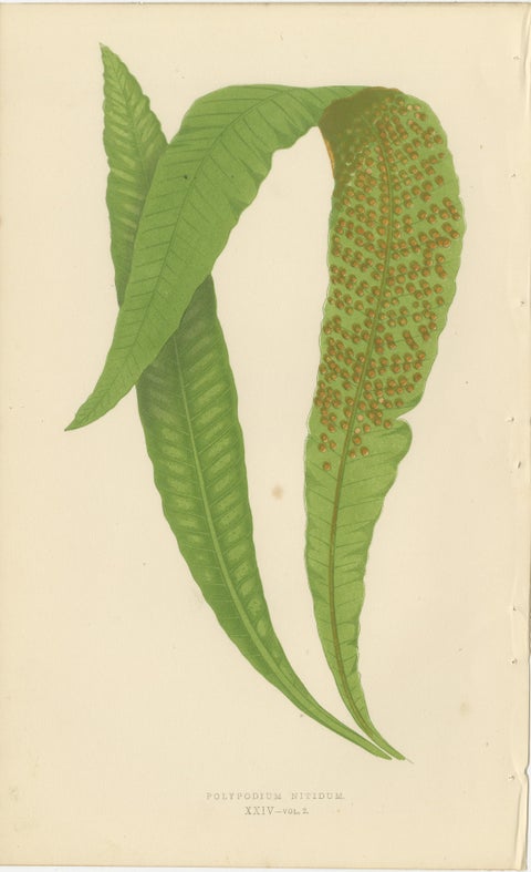 Exotic Victorian Fern Lithograph Collection with English Species Names, 1856, view 7