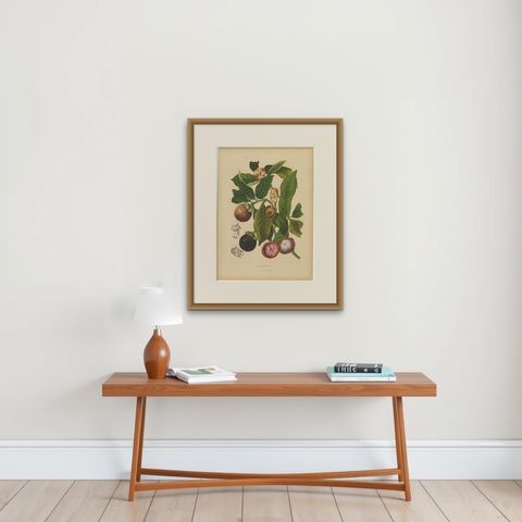 Original Antique Mangosteen Botanical Chromolithograph by Hoola van Nooten, 1880, shown framed on a wall, true to size