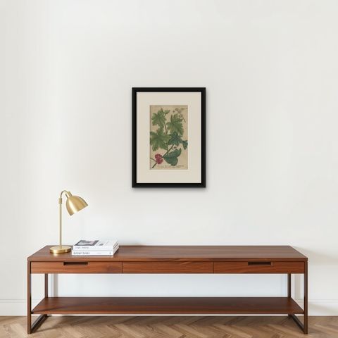 Copper Engraving of Cluster Mallow and Malva Sylvestris Flowers, 1737, shown framed on a wall, true to size