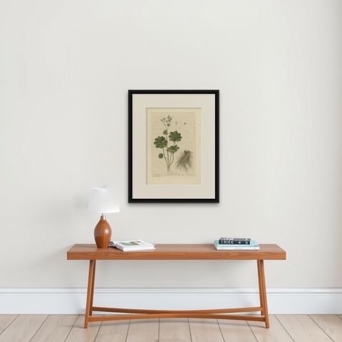 Antique Botany Print of Alchemilla by Regnault, 1774, shown framed on a wall, true to size