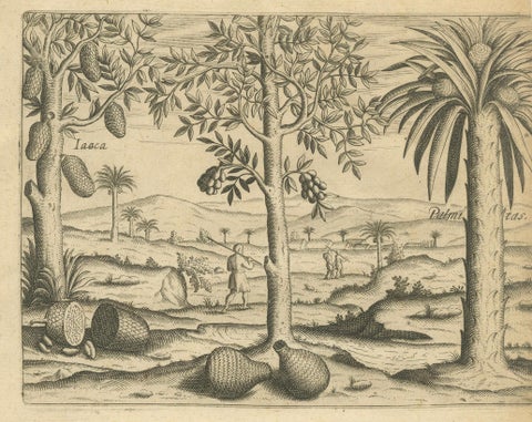 De Bry Botanical Engravings, Pineapple, Mango & Pepper Plants, c.1598, close-up 3