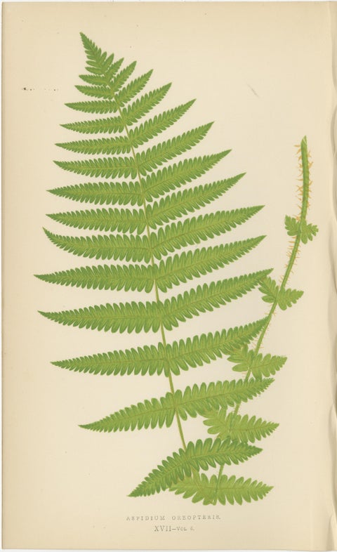Antique Hand-Colored Fern Prints, Aspidium Aculeatum, Oreopteris & Thelypteris, view 3