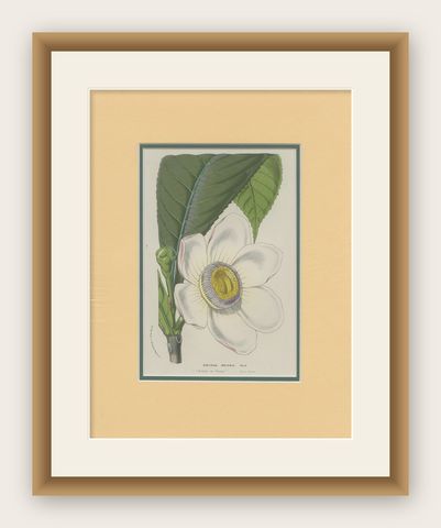 Antique Botany Print of the Gustavia Insignis by Van Houtte 'c.1845', shown framed