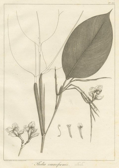 Antique Print of a Thalia Plant Species by Symes '1800', view 2