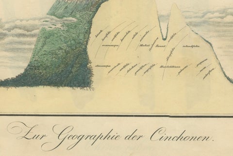 Cinchona Bark Varieties: A Rare Hand-Colored Illustrated Botanical Atlas (1826), close-up 2