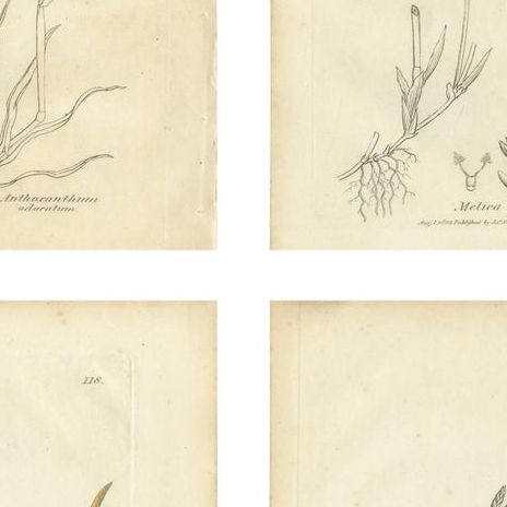 Antique Grasses & Sedges, Hand-Colored Botanical Engravings, c.1830 (Set of 8), close-up 2