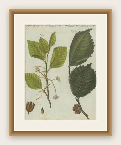 Beech and Elm Leaves, Flowers, and Seeds: A Stunning 1805 Botanical Engraving, shown framed