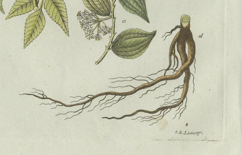 Original Antique Botanical Print of Licorice and Carob by Bertuch, 1805, close-up 2
