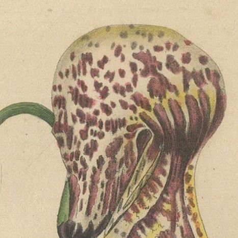 Antique Botanical Print of Aristolochia à Fleurs Labellées, 19th Century, close-up 5