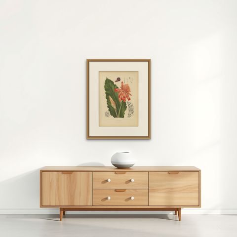 Antique Botanical Chromolithograph of Torch Ginger by Hoola van Nooten, c.1880, shown framed on a wall, true to size