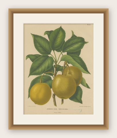 Antique Decorative Print of Japanese Pears, 1879, shown framed