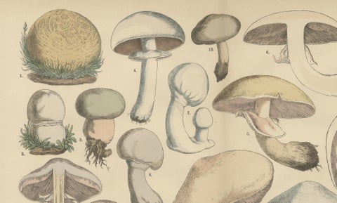 Agaricus Mushrooms, Antique Botanical Lithograph, German Mycology 1885, close-up 4